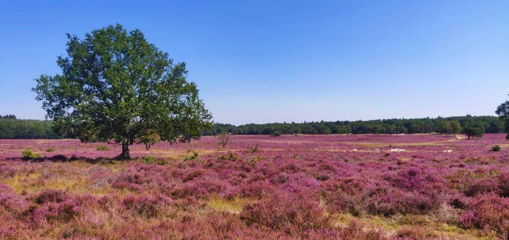 Hoorneboegse heide noord-holland losloopgebieden